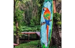 PULSE PULSE / THE PETEY 11'4" X 31,5'' -Water Sport Gear Shop pulse pulse the petey 114 x 315 1